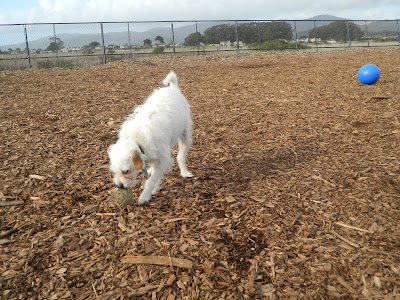 Freckles the Dog