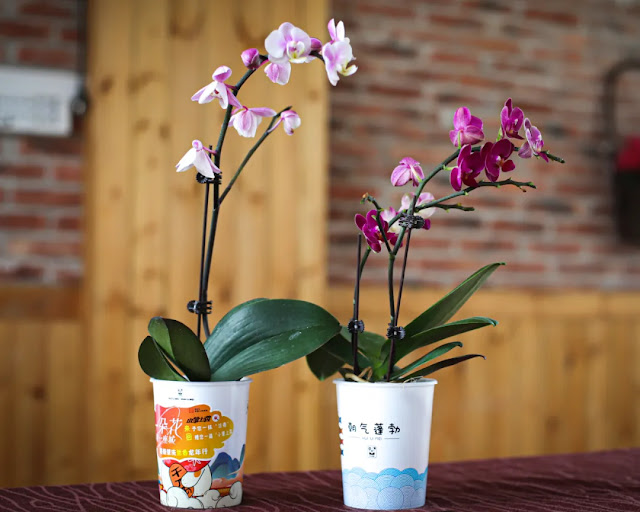 Sihui orchid potted plants