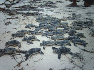 Green Turtles