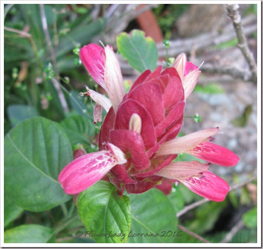 11-24-shrimp-plant2