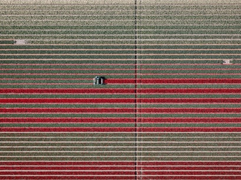 Una impresionante serie fotográfica aérea de los campos de Tulipanes Holandeses