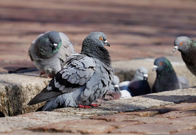 Cara Ternak Burung Merpati