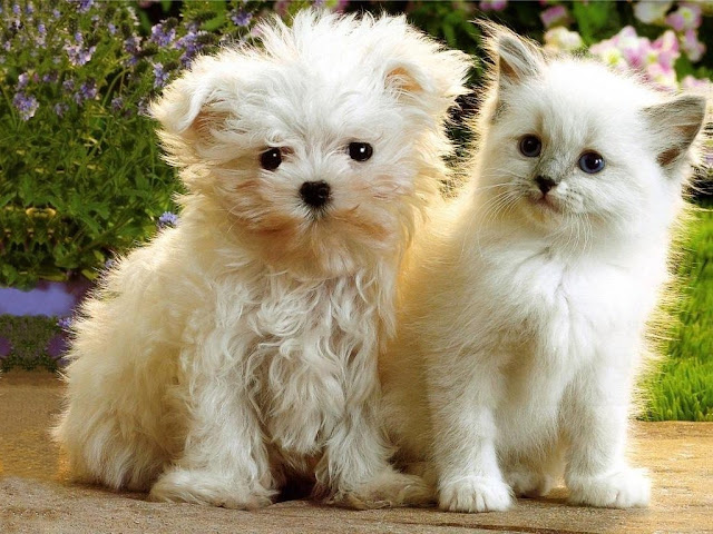 Kitten and Puppie Seen On www.coolpicturegallery.us