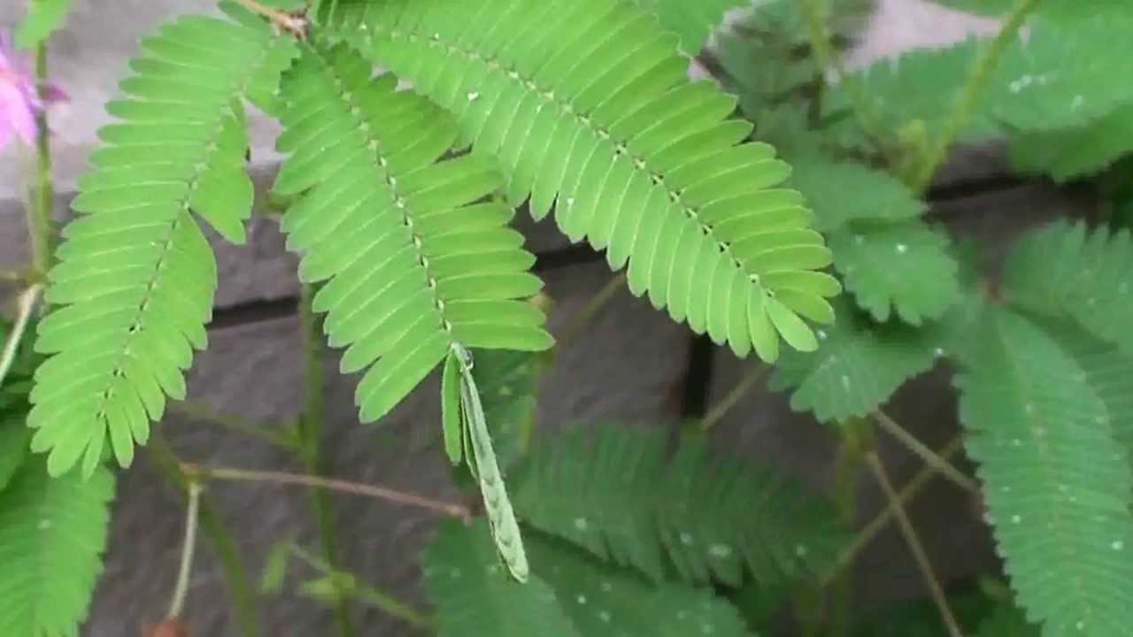 触ると葉が閉じる 不思議な動く植物オジギソウ N ミライノシテン