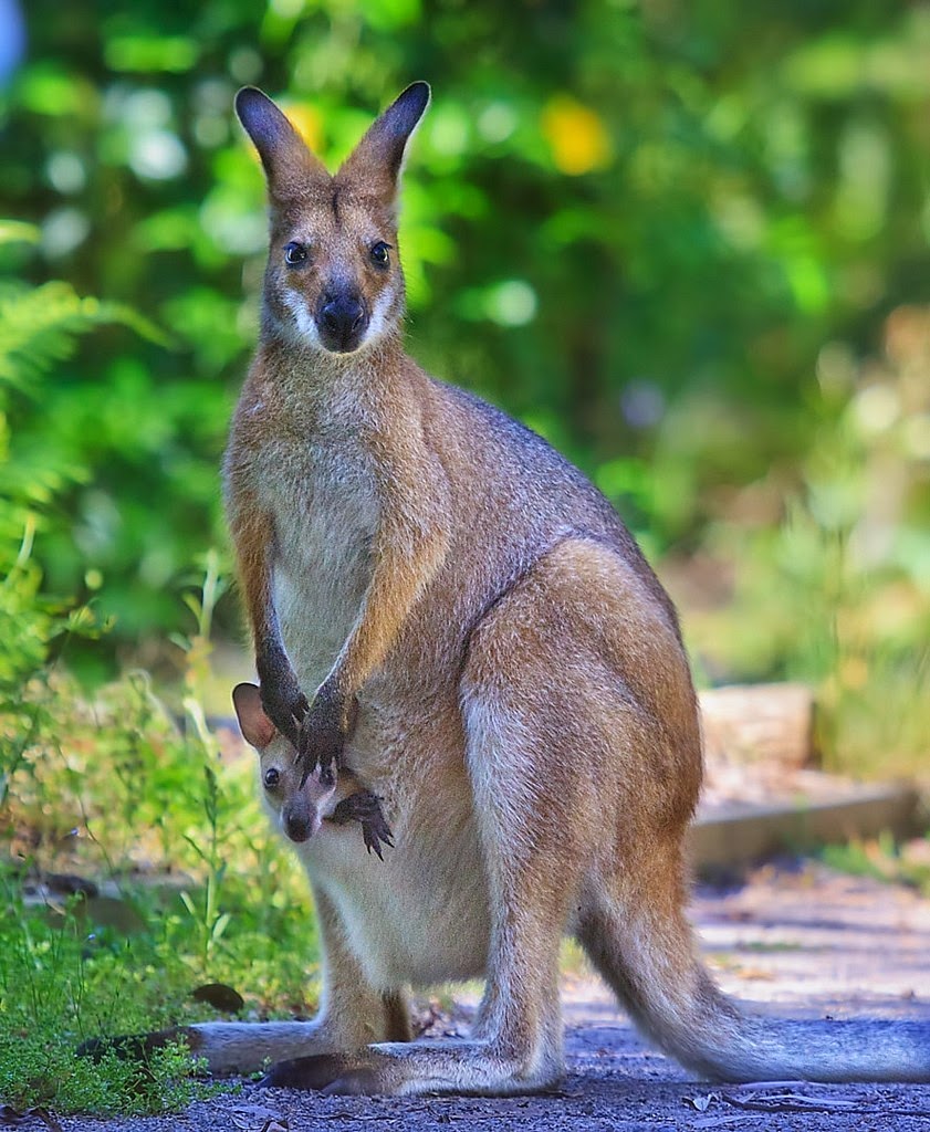 Kangaroos in Australia | Kangaroos in Australia | Australia the perfect land photography lovers