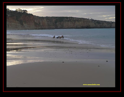 pastor australiano e golden retriever na praia