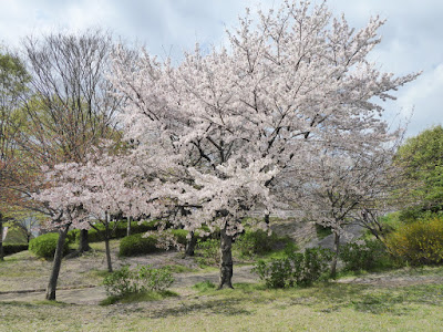 寝屋川公園の桜 ガゼボの丘