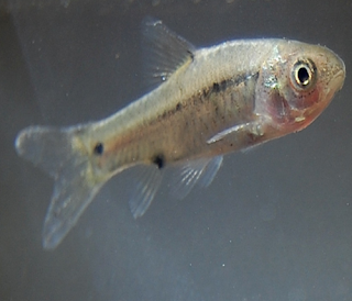 Ikan Wader merupakan salah satu jenis ikan kecil yang termasuk dalam famili Cyprinidae. Ikan wader banyak di temukan di perairan Sumatra, Jawa, Kalimantan, Bali dan Lombok. Namun ikan ini juga bisa kita temukan di perairan Indocina dan Filipina. Di Indonesia, ikan wader memiliki berbagai sebutan yang berbeda antara lain wader atau wader cakul (Jawa), beunteur (Sunda), puyan (Bjr.), tanah atau sepadak (Bengkulu), wader pari, lunjar andong, lunjar pari (Jawa), seluang, paray (Sunda), ikan cere, cecereh (Betawi), seluang, pantau (Sumatera), dan bada (Badar).    Ikan wader umumnya berwarna abu-abu kehijauan, zaitun, keperakan dengan warna lebih gelap di bagian punggungnya kemudian lama kelamaan memucat. Bagian dada dan perut ikan wader berwarna putih. Saat masih kecil, ikan ini mempunyai dua bintik kasar yang terletak di pangkal sirip dorsal dan di tengah batang ekor. Selain itu, ada pula yang mempunyai 1-3 bintik. Dan bintik tersebut akan memudar dan menghilang seiring dengan berjalannya waktu.    Rasa ikan wader pancen mak nyus, kenapa demikian, karena dinikmati setelah  digoreng dengan minyak goreng sehingga terasa panas, apalagi jika disandingnya dikasih sambel tomat atau sambel lombok ijo, tak ada yang tersisa, habis dilahap. Lalu apakah anda bermimpi tentang ikan kecil yang gurih ini, kira-kira mempunyai arti apa ya? yuk simak ulasannya berikut dengan angka jitunya