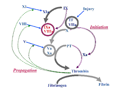 factor Notion that lood Pathway Of Blood. factor Notion that lood