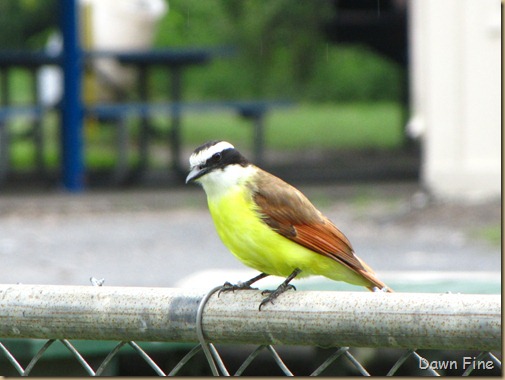 Birding valley nature center_004