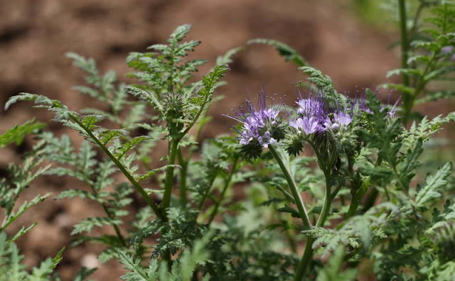 Phacelia Tanacetifolia Flowers Pictures