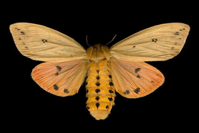 A fascinante beleza das espécies de Mariposas do Canadá