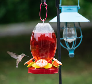 hummingbird feeder