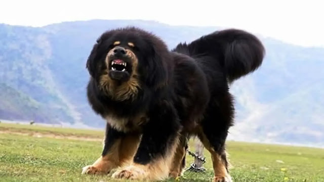 Tibetan Mastiff