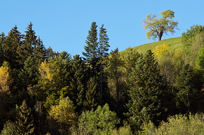 Photograph of some trees in alpine meadows