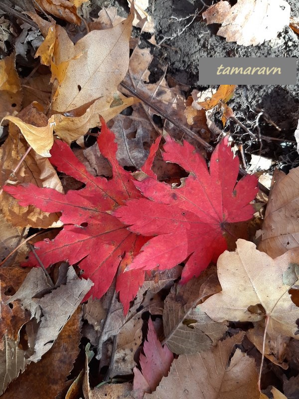 Клён ложнозибольдов (Acer pseudosieboldianum)