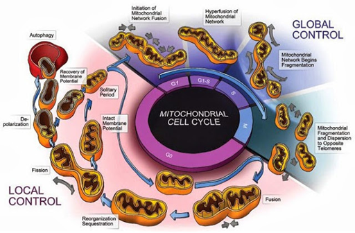 Las mitocondrias y cloroplastos tienen sus propios ciclos reproductivos, pero estarán duplicados al inicio de la mitosis.