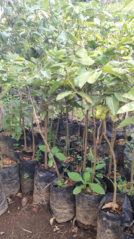 jual bibit pohon klengkeng aroma durian unggulan surabaya Bali
