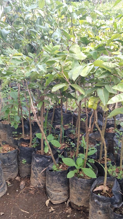 bibit tanaman buah klengkeng aroma durian cepat berbuah palembang Langsa
