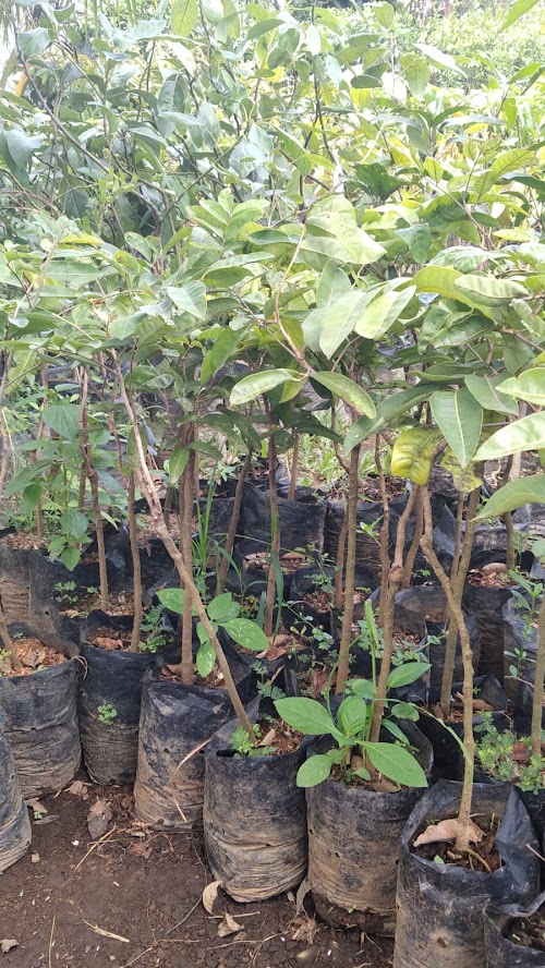 bibit buah buahan klengkeng aroma durian yang bagus balikpapan Riau