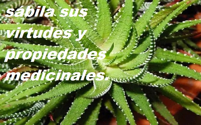 Nombres-científicos-de-la-sábila-aloe-vera.