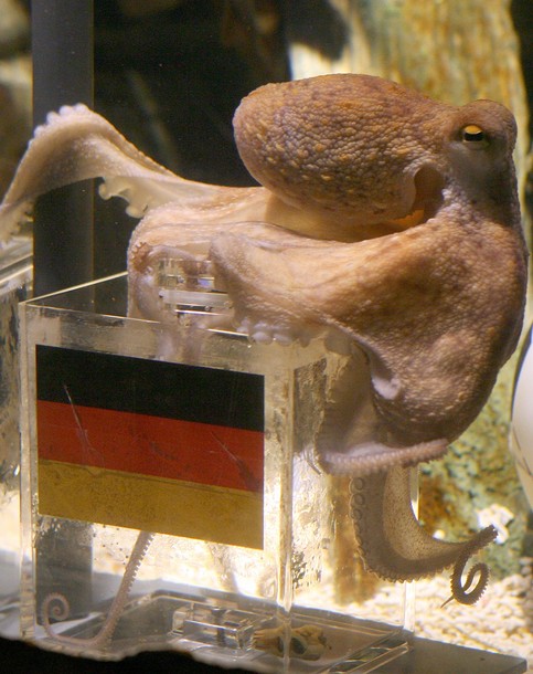 Paul-The World Cup Octopus  in Germany