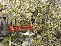 御衣黄桜は八重桜で花弁が淡い黄緑色