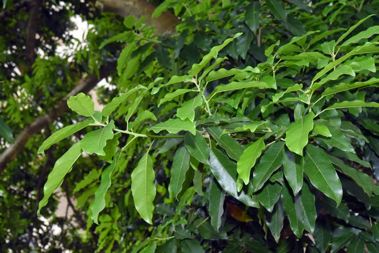 福星花園 台灣梭羅樹