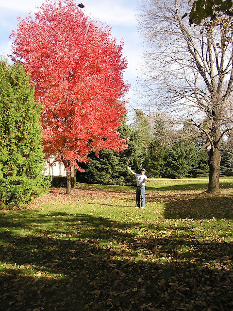 Autumn Blaze Tree3