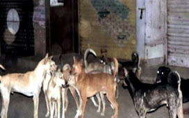 जम्मू कश्मीर : श्रीनगर में आवारा कुत्तों का फ़ैला आतंक, वहीं 17 पर्यटकों समेत 39 लोगों को काटा। 