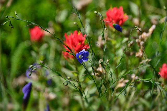 Deep blue wild flax flowers in front of nearly scarlet Paintbrushes. https://cohanmagazine.blogspot.com/