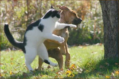 Cat dog fight
