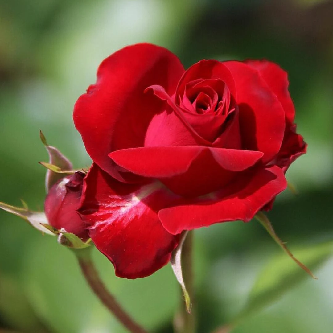 Pictures of Red Roses - Pictures of 20 Colored Roses - Different Varieties of Roses - Pictures of 20 Colored Roses - NeotericIT.com