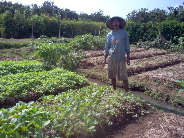 Jember: Kota Agraris, Bukan Industrialis