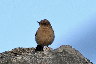 Brown Rock Chat