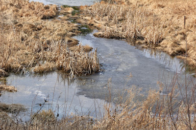 wetland, marsh, slough, ...