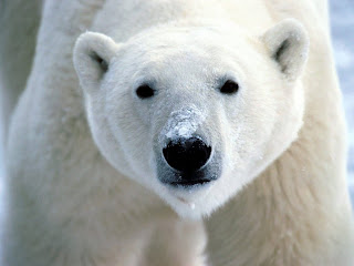 polar bear cute wild animal wallpaper