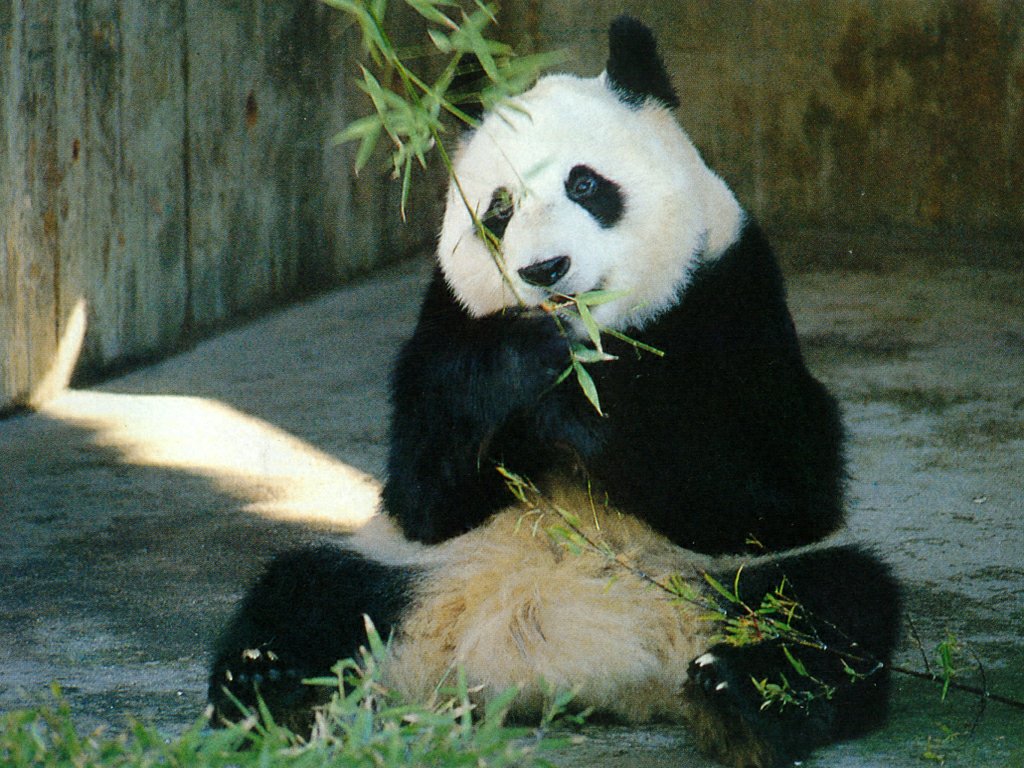 Koleksi Wallpaper Wajah Panda Wallpaper Ovj