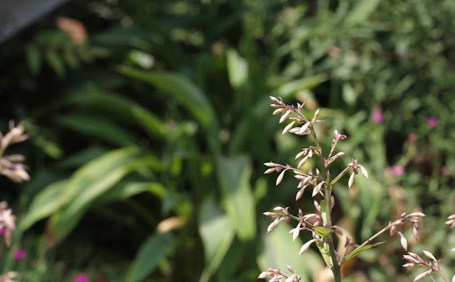 Arthropodium Cirratum Flowers Pictures