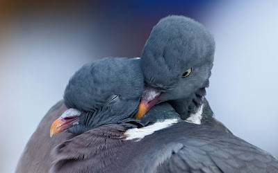 Two-Cute-Dove-Doing-Romance-Bird-Photos
