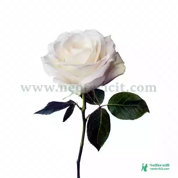 White Rose Flower Images - Flower Images - Flower Pic 2023 Images - Flower Pictures Download - Various Flower Images - fuller chobi - NeotericIT.com - Image no 6