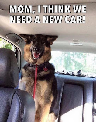 Funny dog pictures : We need a new car