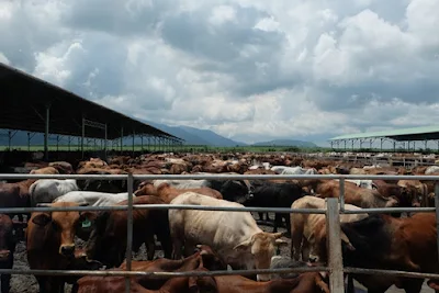 Tính đến tháng 6/2015 HAGL đã nhập khẩu 86.700 con bò về các trang trại, dự kiến năm 2016 đàn bò của HAGL đạt khoảng 200.000-300.000 con.