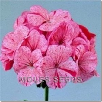 Geranium Raspberry Rippie