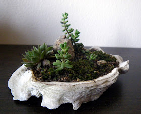 Oyster shell centerpiece with accent plants