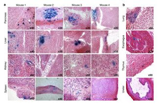 Determination of the site for donor cell engraftment 
of young  wild-type mice-muscle-derived 
stem/progenitor