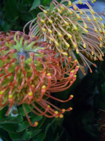 CIMG0029