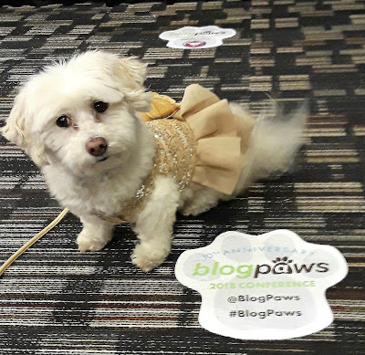 My dog Phoebe at the BlogPaws conference!  A blogging and social media conference for  pet bloggers and social media influencers, BlogPaws is educational, offers networking opportunities & is FUN!