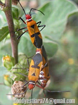 Bapak pucung - Dysdercus cingulatus - Red Cotton Bug - serangga kawin 7