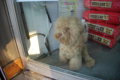 brown dog pet store hong kong